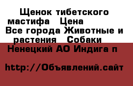 Щенок тибетского мастифа › Цена ­ 60 000 - Все города Животные и растения » Собаки   . Ненецкий АО,Индига п.